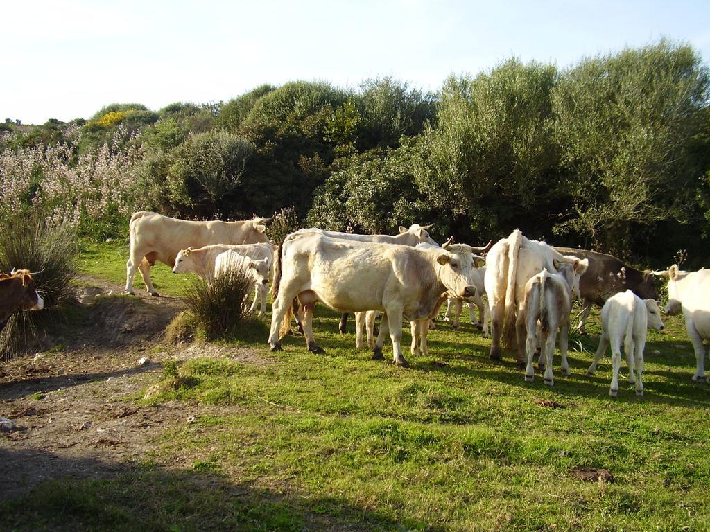 Agriturismo Cuile De Molino Porto Torres Exterior photo